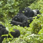 Gorilla trekking in Bwindi