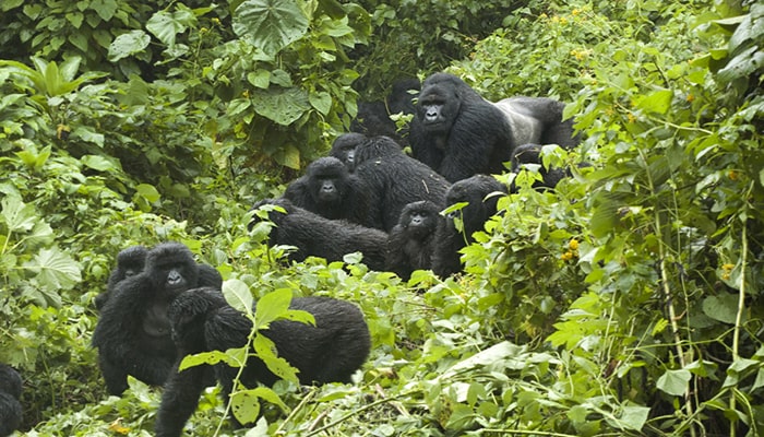 Gorilla trekking in Bwindi