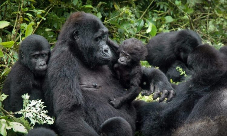 Gorilla habituation experience