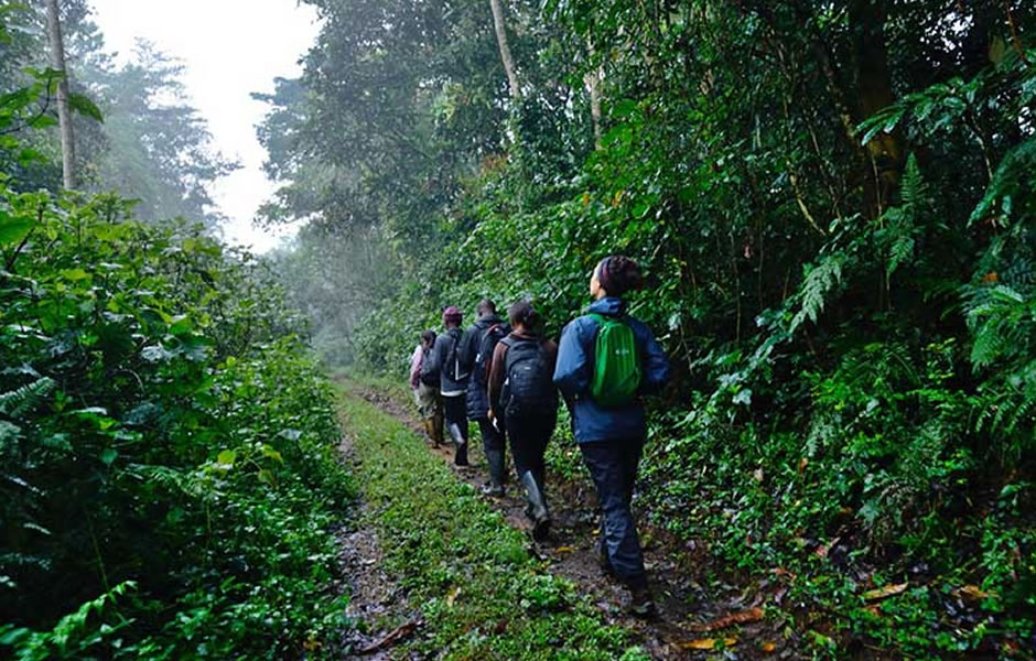 hiking and nature walks in bwindi