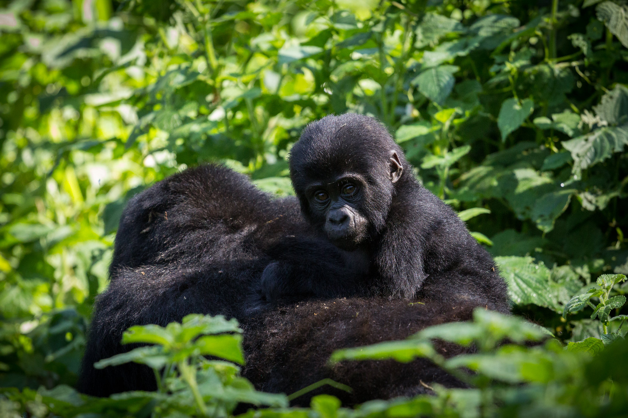 Bwindi Impenetrable National Park