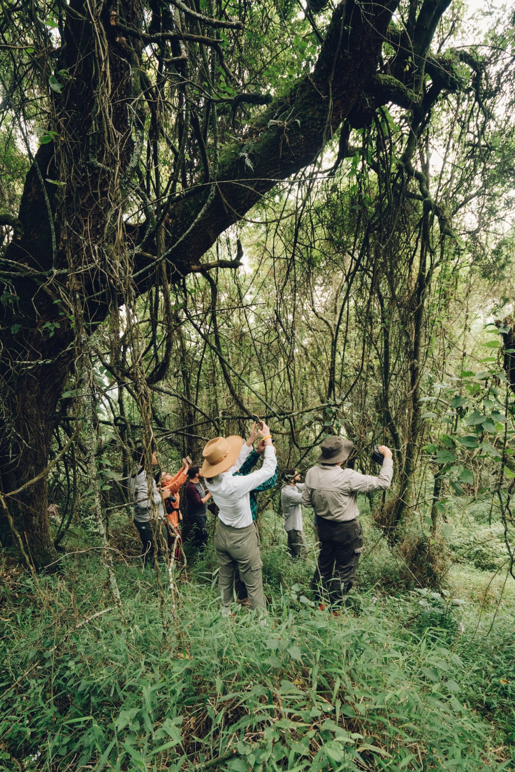 Birding in Bwindi