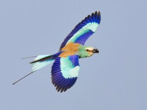 birding in Uganda