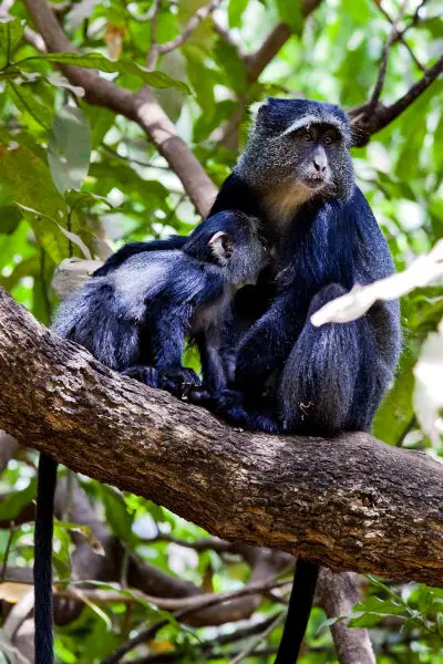 Primates in Uganda