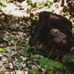 Primate safaris in Uganda - chimpanzee trekking