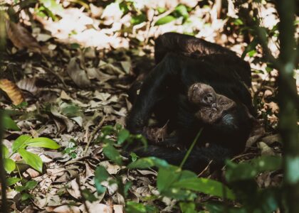 Primate safaris in Uganda - chimpanzee trekking