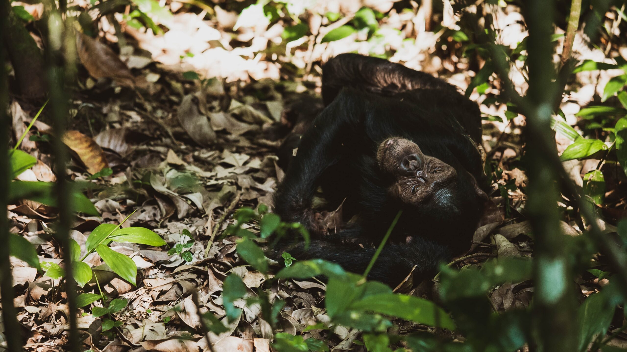 Primate safaris in Uganda - chimpanzee trekking