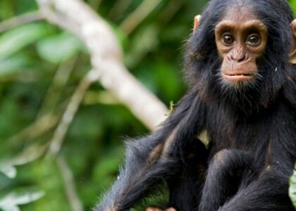 A baby chimpanzee during Chimpanzee tracking in Murchison Falls national park