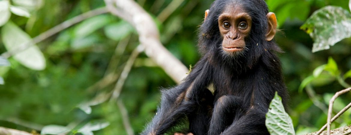 A baby chimpanzee during Chimpanzee tracking in Murchison Falls national park