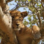 Queen Elizabeth National Park