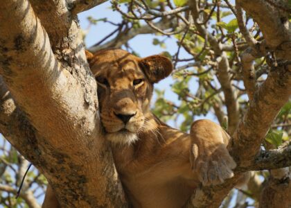 Queen Elizabeth National Park