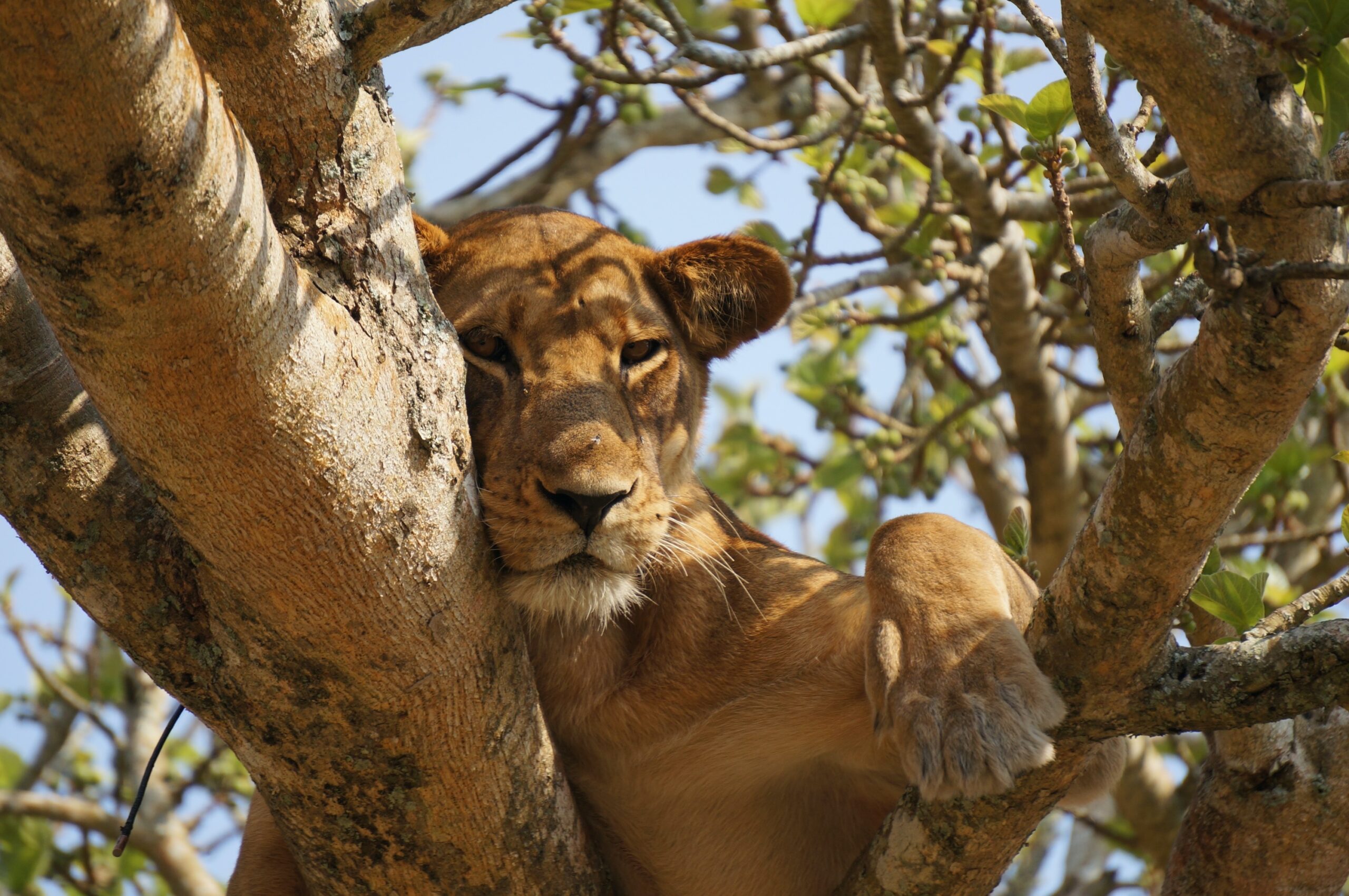 Queen Elizabeth National Park