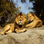 Lion tracking in Queen Elizabeth National Park