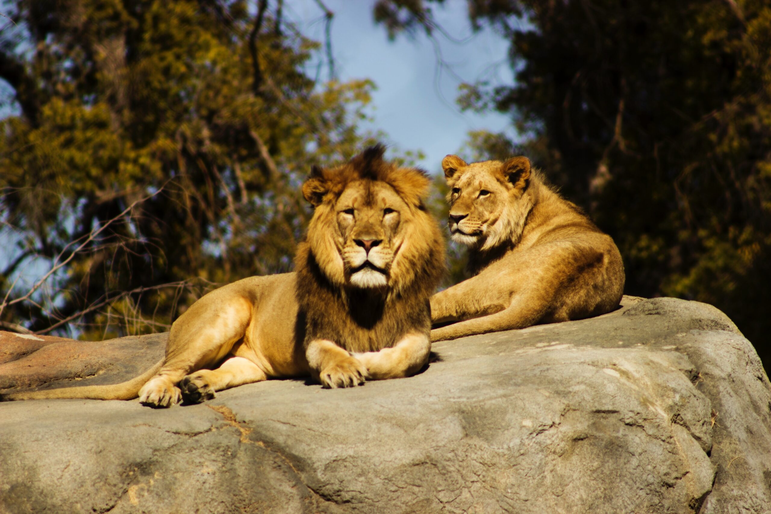 Lion tracking in Queen Elizabeth National Park