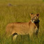 Uganda wildlife safaris