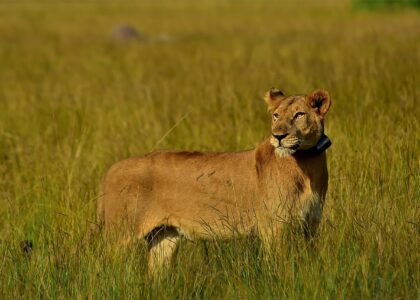 Uganda wildlife safaris