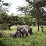 Ziwa Rhino Sanctuary