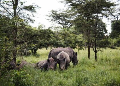 Ziwa Rhino Sanctuary