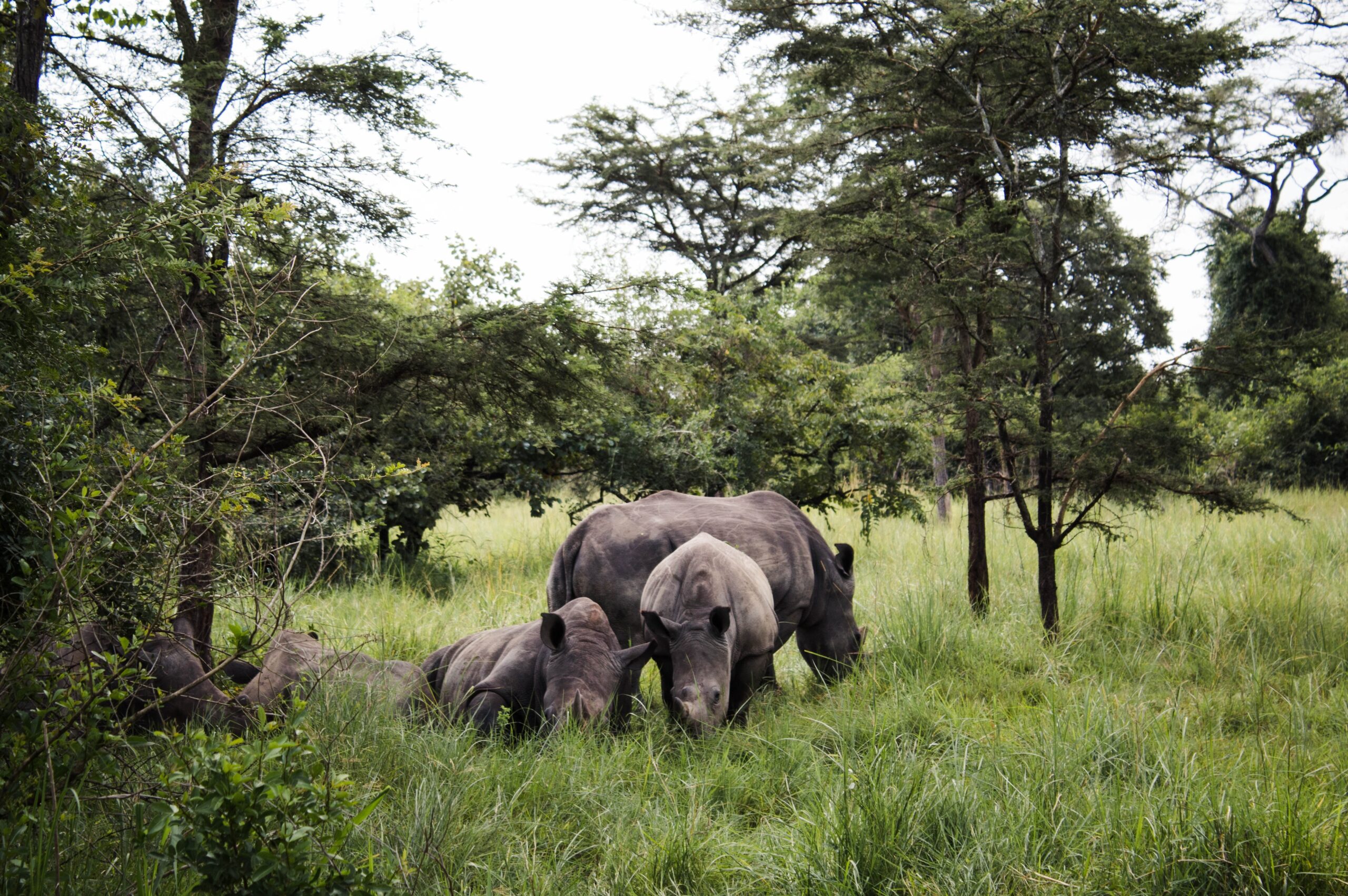 Ziwa Rhino Sanctuary