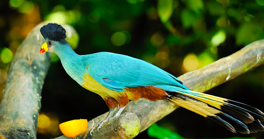 Birding