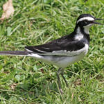 Birding in Murchison Falls is usually done on foot.