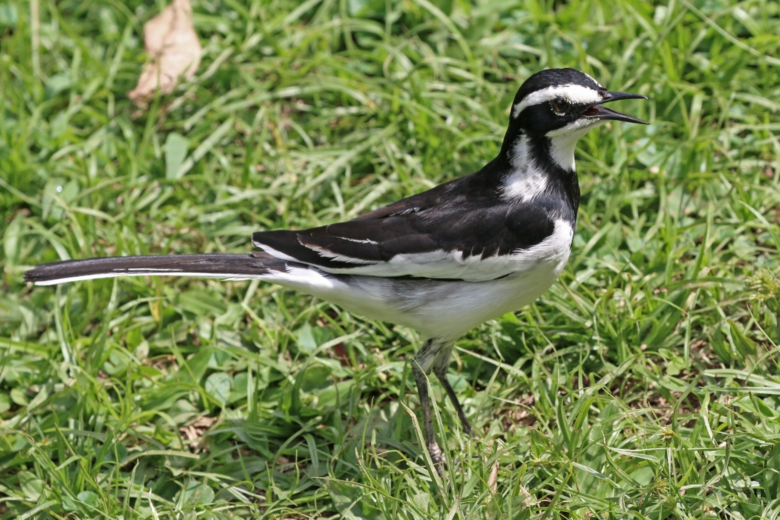 Birding in Murchison Falls is usually done on foot.