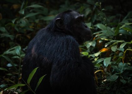 Kibale National Park