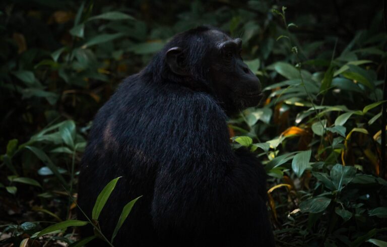 Kibale National Park