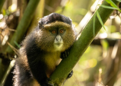 Mgahinga Gorilla National Park