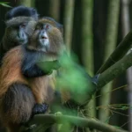 Golden monkey trekking