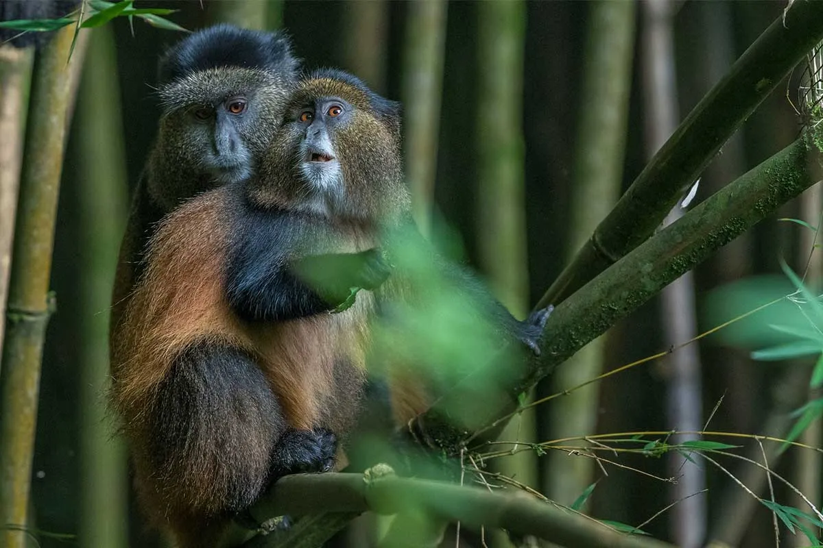 Golden monkey trekking