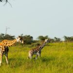 Game drives in Murchison Falls enable visitors to take such great photos of girrafes.