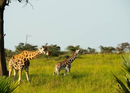 Game drives in Murchison Falls enable visitors to take such great photos of girrafes.