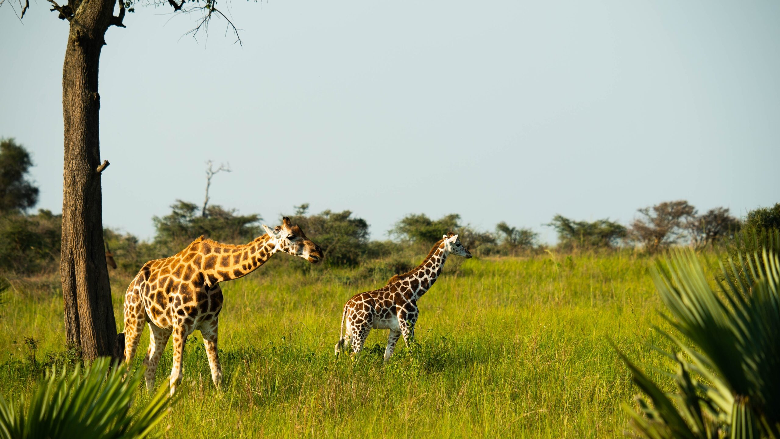 Game drives in Murchison Falls enable visitors to take such great photos of girrafes.