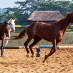 Horseback riding in Uganda