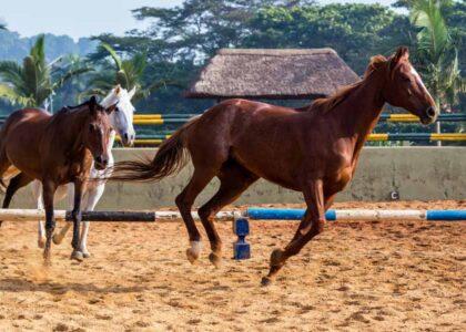 Horseback riding in Uganda