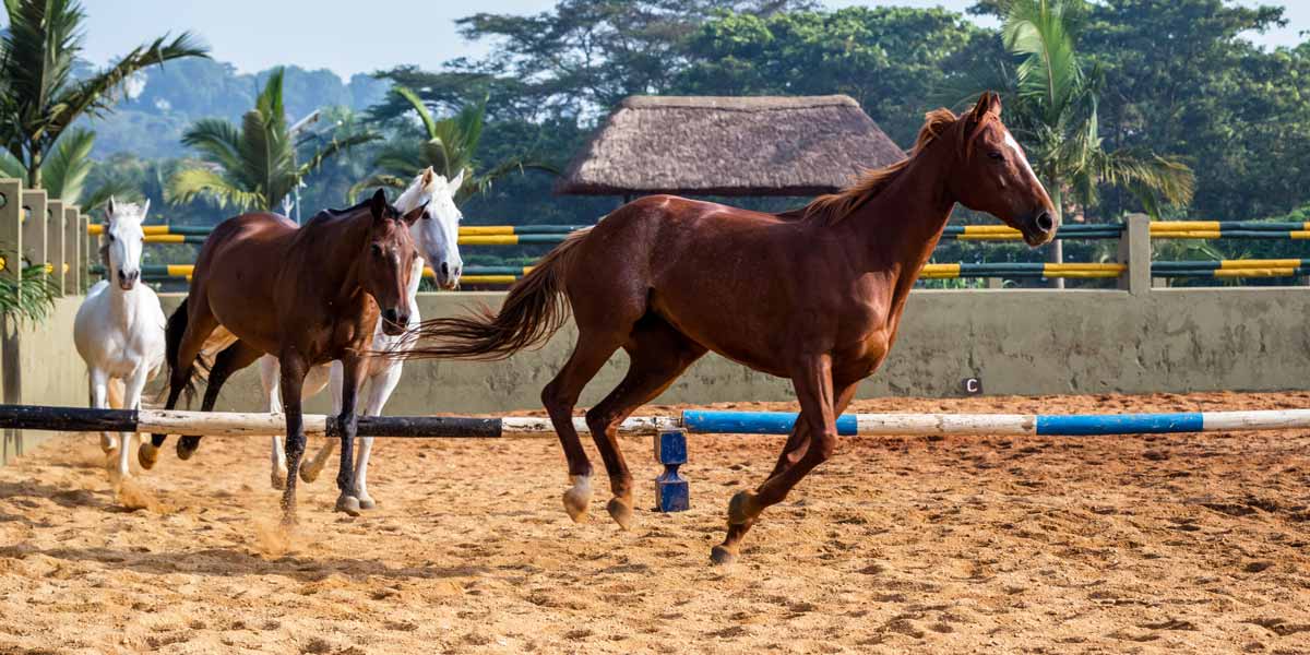 Horseback riding in Uganda