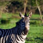 Lake Mburo National Park