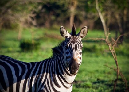 Lake Mburo National Park
