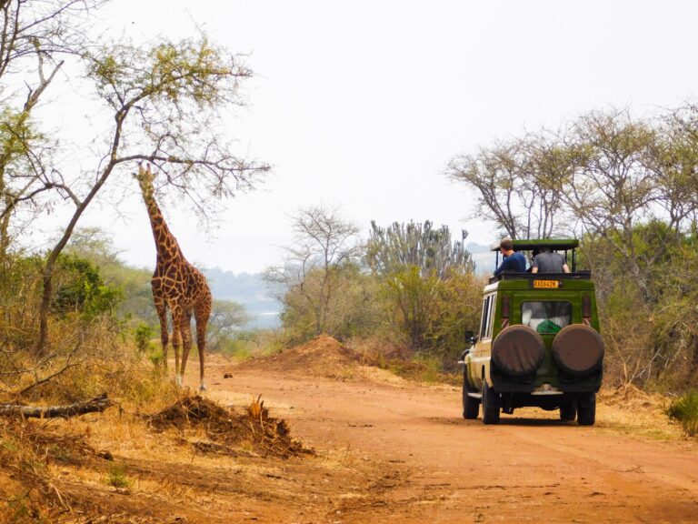 7 Days wildlife and primates safari