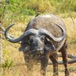 Game drives in Kidepo Valley National park