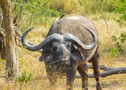 Game drives in Kidepo Valley National park