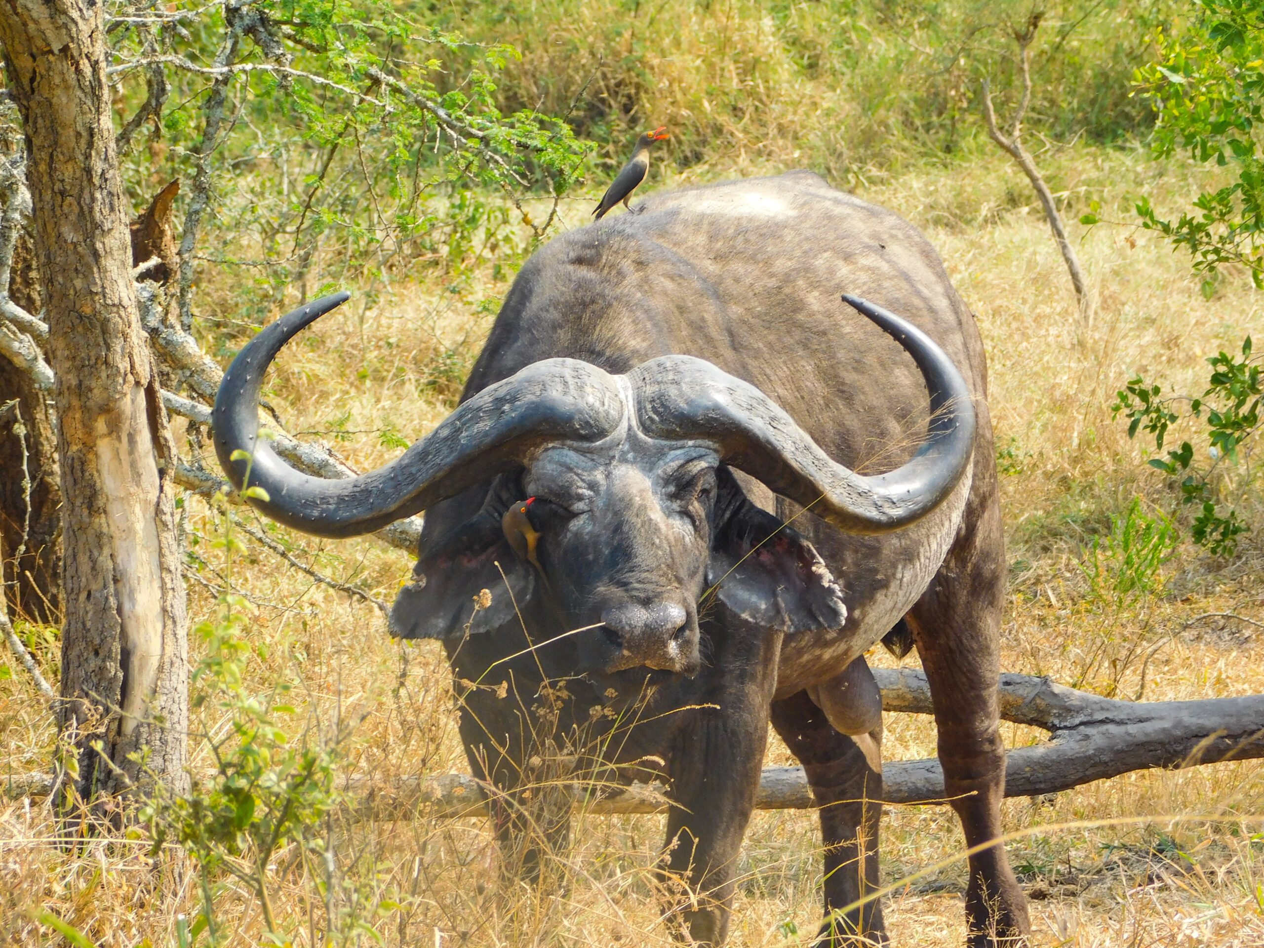 Game drives in Kidepo Valley National park