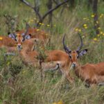Akagera National Park