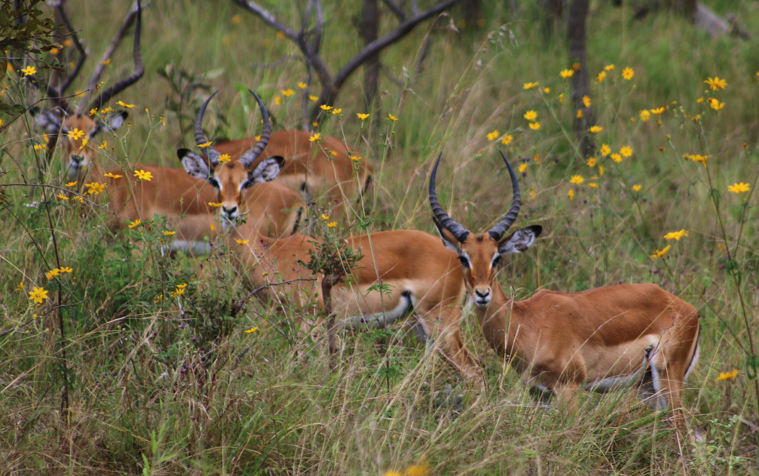 Akagera National Park