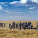 Amboseli National Park