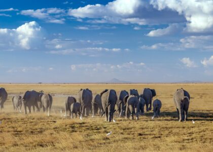 Amboseli National Park