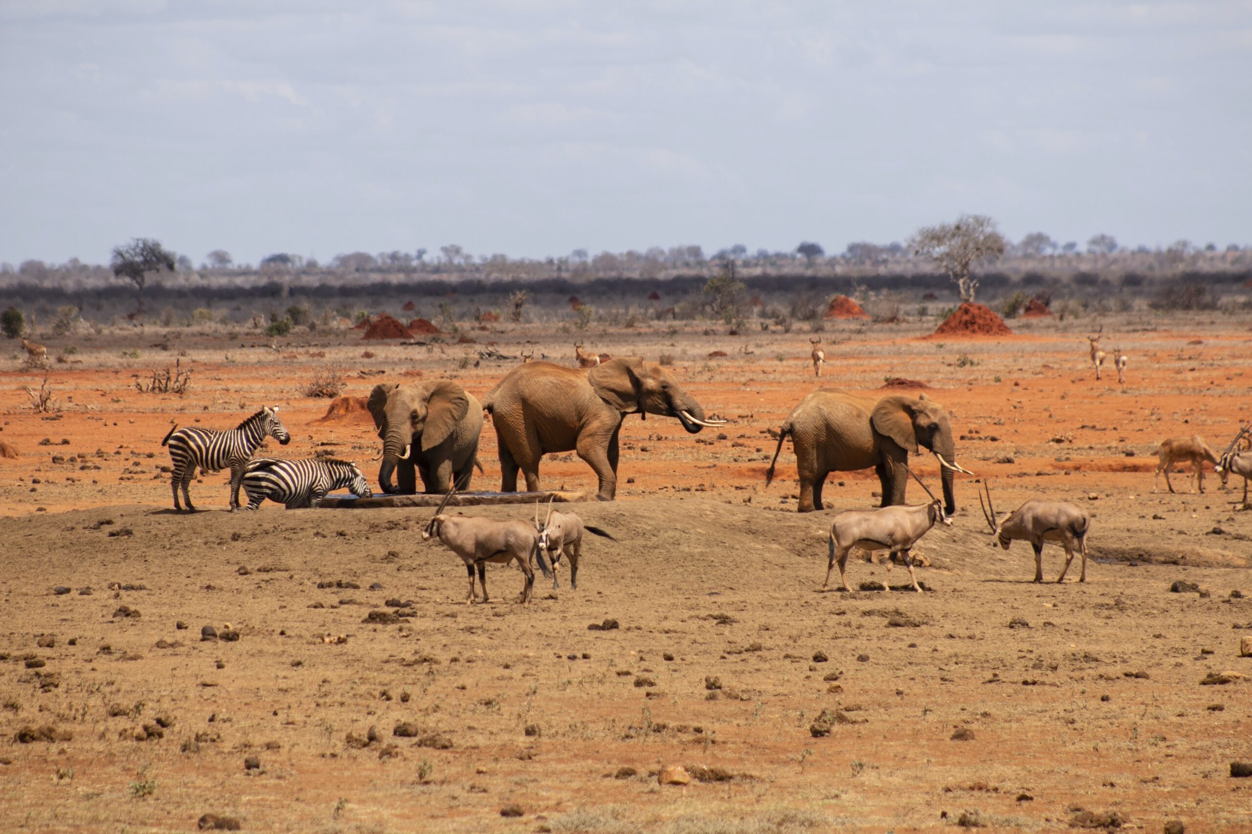 Tsavo West National Park