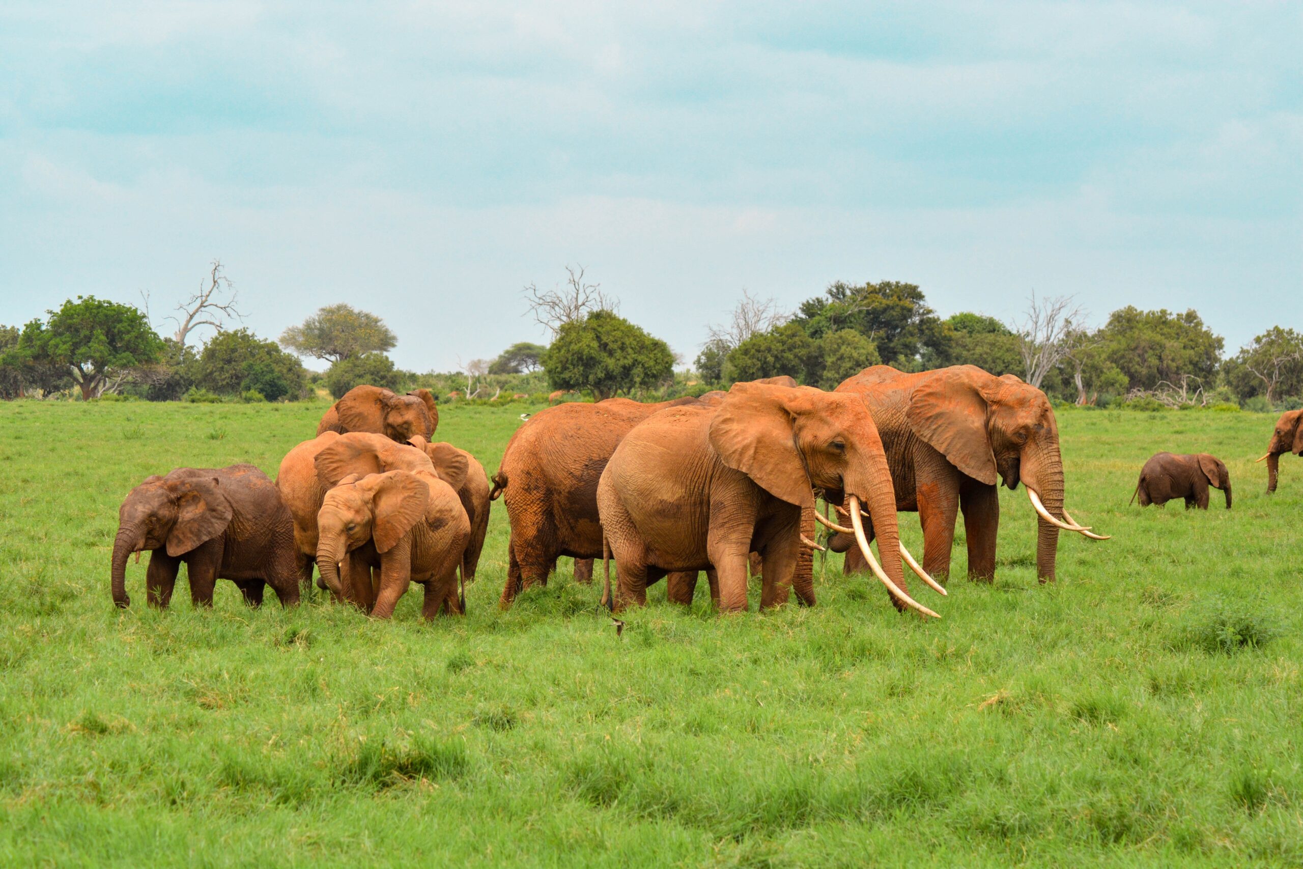 Tsavo East National Park