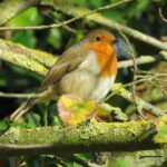 Birding in Queen Elizabeth park